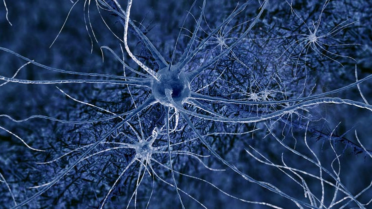 Nervous System