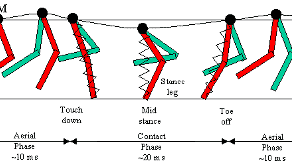 Sprinting Gait Cycle