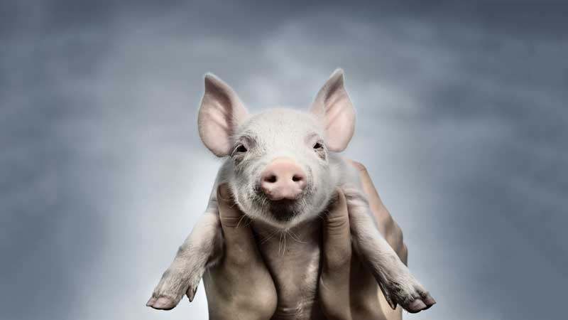A person is holding a small, pink piglet with both hands against a soft-focus gray background. The piglet looks directly at the camera, its ears perked up and snout prominent.