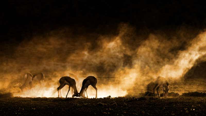 Springbok